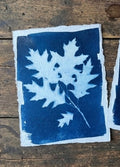 Cyanotype 9
