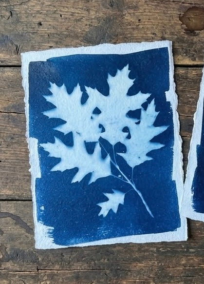 Cyanotype 9