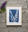 Cyanotype 8