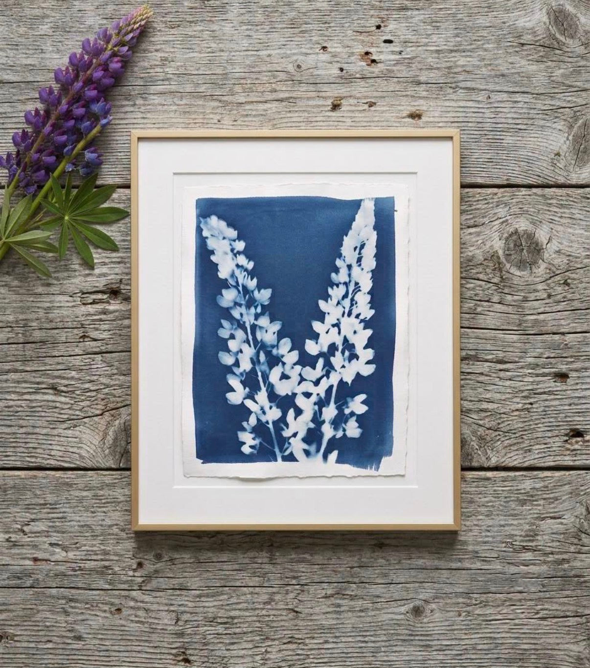 Cyanotype 8