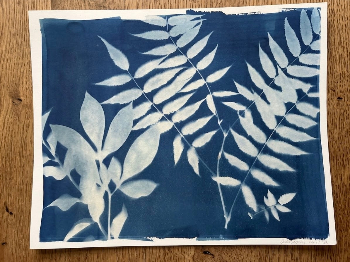 Cyanotype No. 14