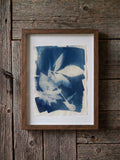 Cyanotype 1