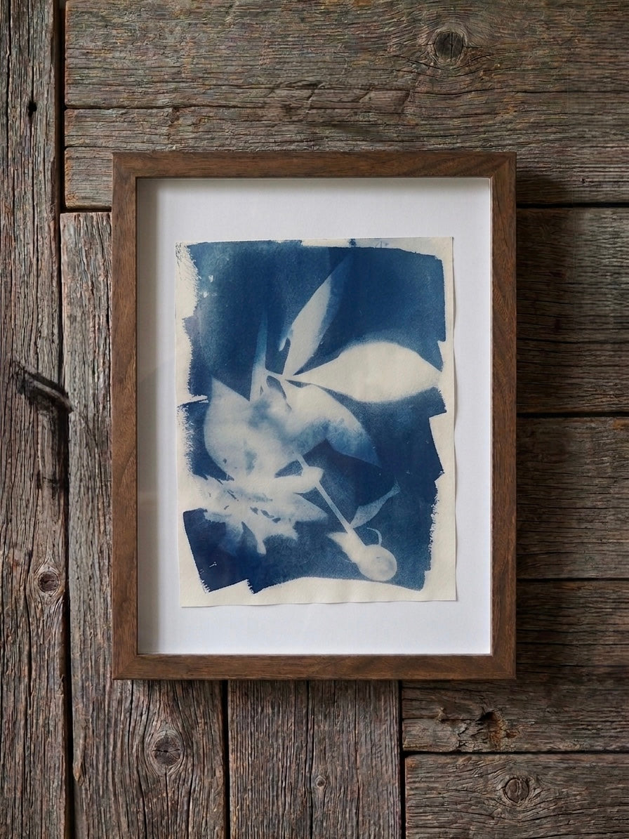 Cyanotype 1