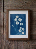 Cyanotype 2