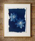 Cyanotype 7